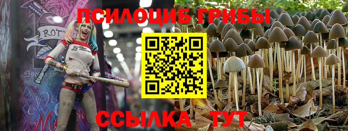 Галлюциногенные грибы Psilocybine cubensis Тамбов